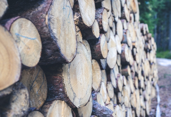 New technology of&nbsp;wood fumigation against bark beetle